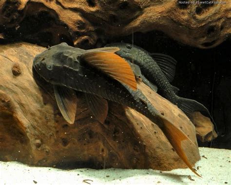 Hypostomus cochliodon | Freshwater fish, Cool fish, Fresh water fish tank