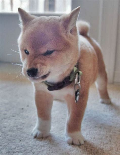 The Greatest Collection of Shiba Inu Moments Caught On Camera Ever