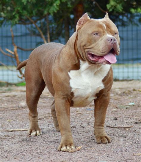 50++ Xl pitbull puppies for sale | puppies2021
