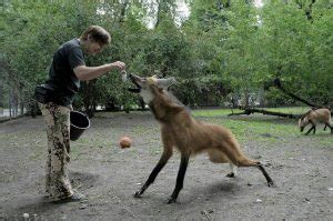 Maned Wolf Facts, Habitat, Diet, Life Cycle, Baby, Pictures