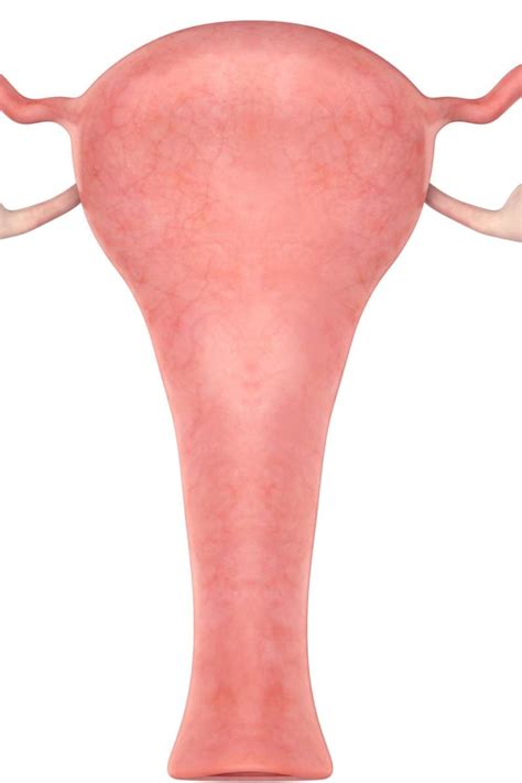 Enlarged uterus: Causes, symptoms, and treatment