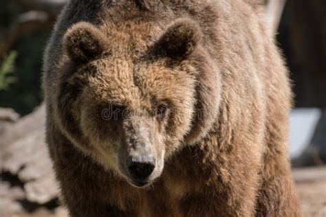 Close Up Portrait of a Brown Bear in Spain Stock Photo - Image of morning, portrait: 161360110