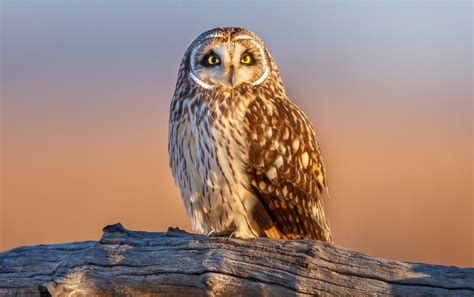 Owling: A Field Guide to Finding Winter Owls