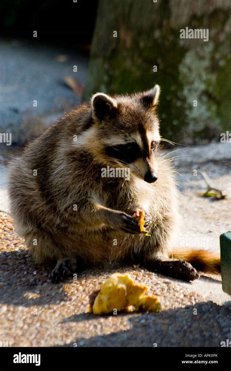 Raccoon Eating Garbage for the Side of a Trash Can Stock Photo - Alamy