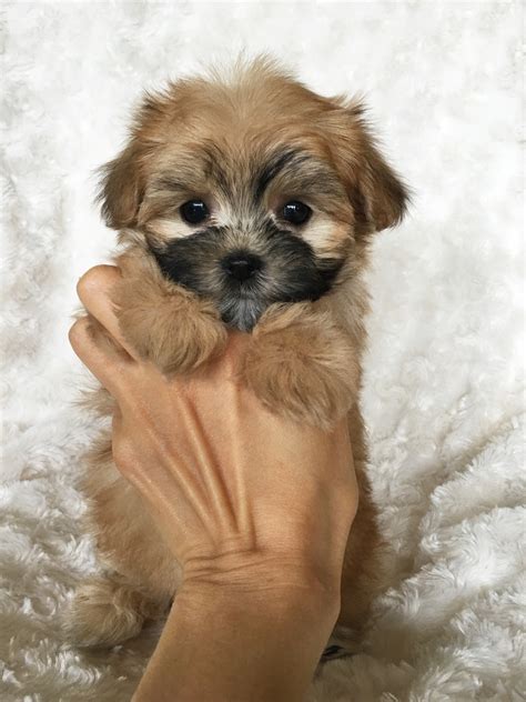 Teacup Full Grown Maltese Yorkie Puppies Teacup Full Grown Morkie ...