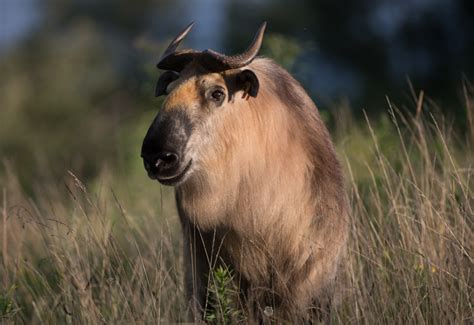 Tee Up for Animal Conservation | Safari Golf Club