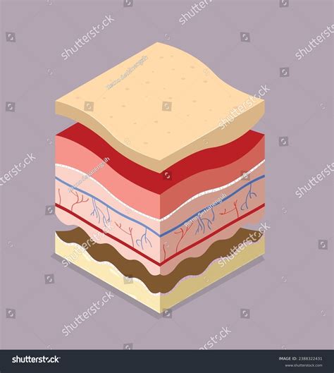 Organize Different Types Skin Layers Cross Stock Vector (Royalty Free) 2388322431 | Shutterstock