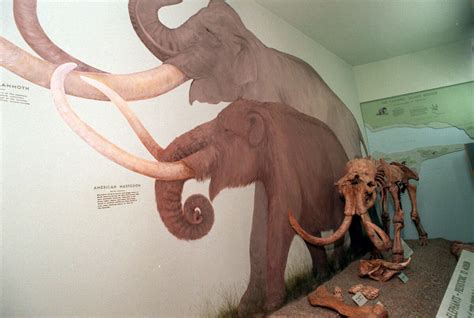 I went looking for shrunken mammoths that once roamed Calif.'s Channel ...