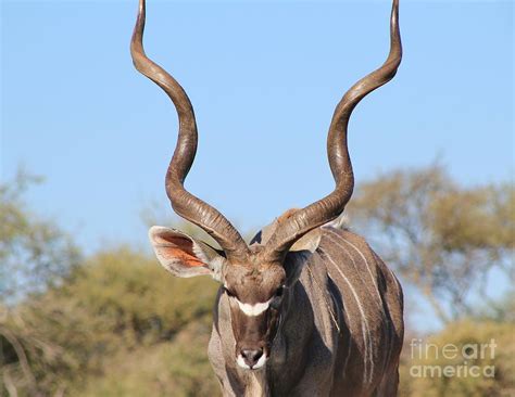 Kudu bull and Horns Photograph by Andries Alberts - Fine Art America