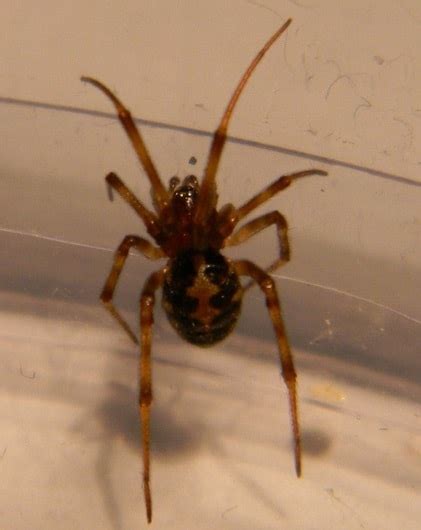 Steatoda Triangulosa - Triangulate Cobweb Spider - USA Spiders | Spider, Cobweb, Common spiders