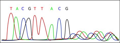 Electropherogram - Openclipart