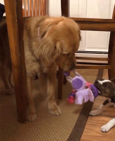 two dogs playing with a stuffed animal on the floor