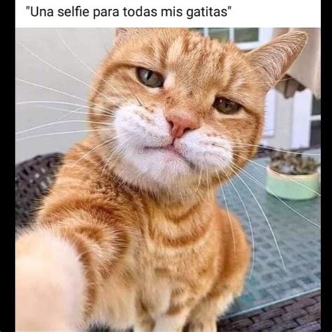 9+ Memes Graciosos Gatos