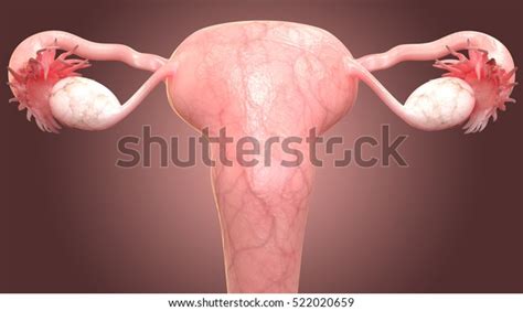 Female Reproductive System Anatomy 3d Stock Illustration 522020659