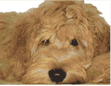 CROSS STITCH KIT Golden Labradoodle 25cm X 17cm 14 Count Full Kit or ...