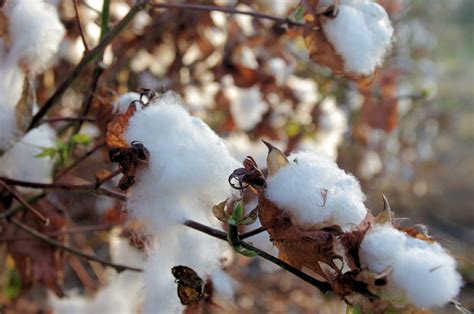 Cotton In Cotton Fields Free Stock Photo - Public Domain Pictures