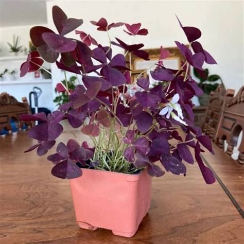 Purple Shamrock Plants – The Love Kitchen