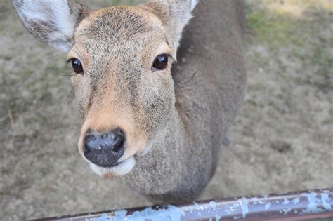 Bowing Deer of Nara | Discover places only the locals know about ...