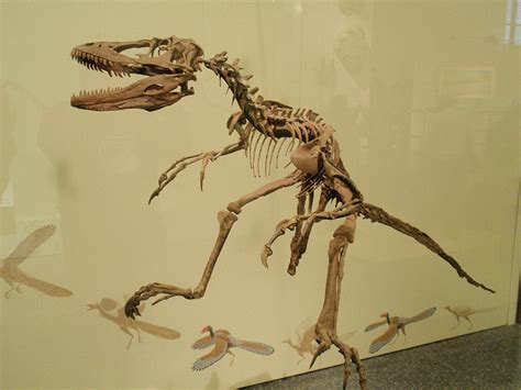 Coelophysis Facts, Habitat, Diet, Fossils, Pictures