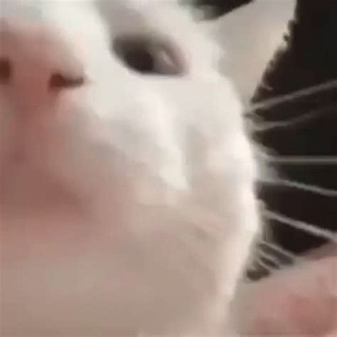 Cat Cat Vibing GIF - Cat CatVibing CatDancing - Discover & Share GIFs ...