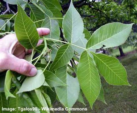 Hickory Trees: Types, Bark, Leaves, Nuts (Pictures) - Identification Guide