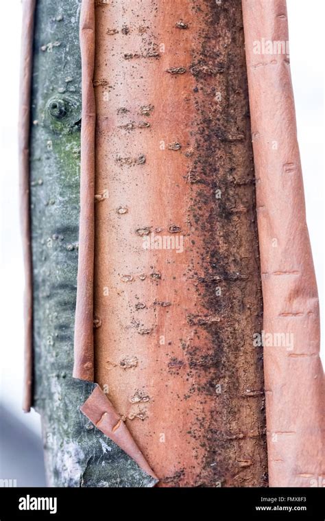 Detail of a peeling birch tree trunk Stock Photo - Alamy
