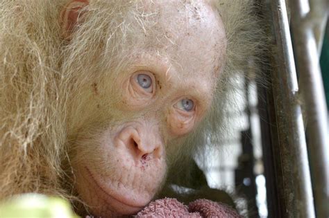 Albino orangutan rescued from captivity in Indonesia - BBC News