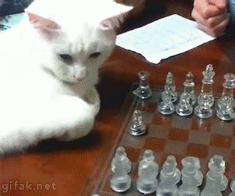 Cat Playing GIF - Find & Share on GIPHY