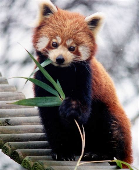 Red panda and giant panda genomes show convergent evolution | Ars Technica