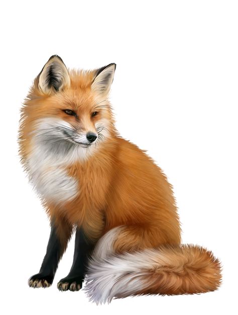 Red fox Portable Network Graphics Animal Computer Icons - fox png ...