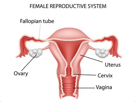 Female reproductive system by Tigatelu on Dribbble