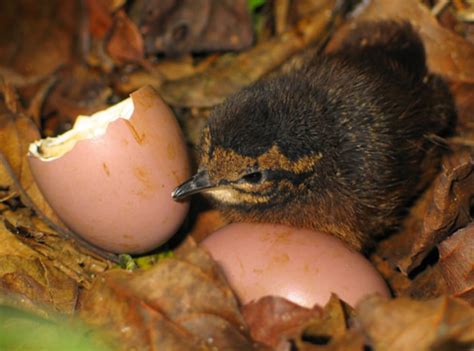 Number of eggs in a nest depends on climate