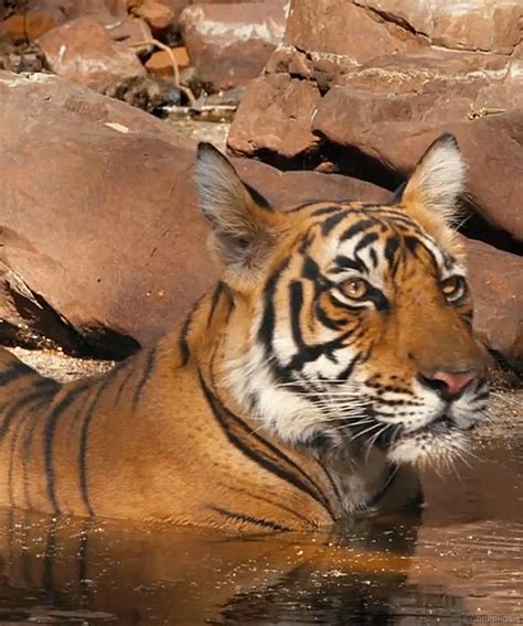 a tiger laying in the water next to some rocks