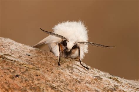 Irish Wildlife Photography: White ermine moth