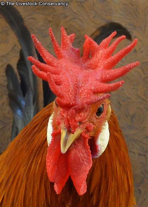 Sicilian Buttercup Chickens - Breed Profile - Backyard Poultry