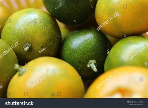 Jeruk Kasturi Indonesian Calamansi Closeup Photo Stock Photo 1453163021 ...