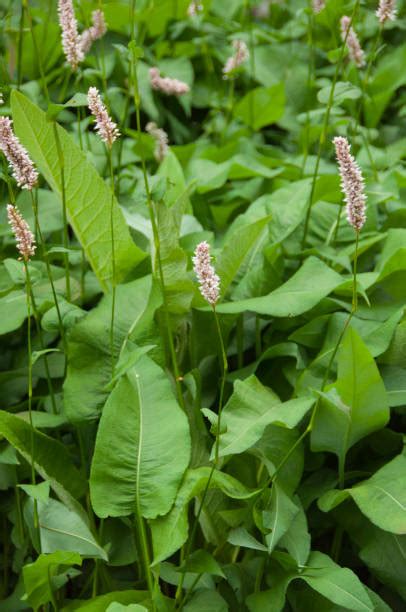 Snakeweed Plant Stock Photos, Pictures & Royalty-Free Images - iStock