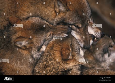 Wolf Pack Playing Stock Photos & Wolf Pack Playing Stock Images - Alamy