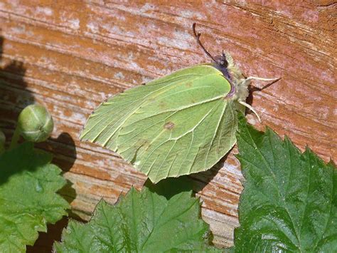 Brimstone, Broadstone | Dorset Butterflies