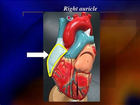 PPT - Ex. 41 Structure of the Heart PowerPoint Presentation, free ...