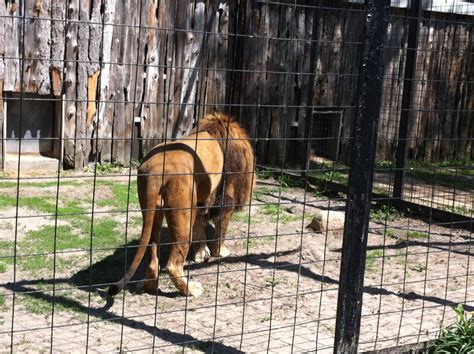 Bowmanville zoo-May 2015 - ZooChat