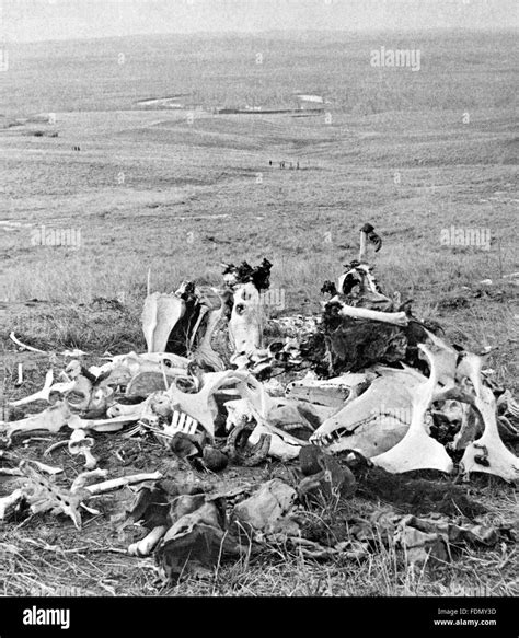 Pile of bones at the site of George Armstrong Custer's last stand in the Battle of the Little ...