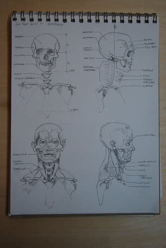 eLIZabeth Floyd Studio: Anatomy Drawings: the skull and its muscles