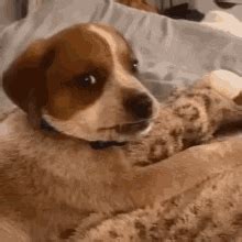 Awkward Dog Side Eye GIF - Awkward Dog Side Eye Dog Side Eye - Discover & Share GIFs