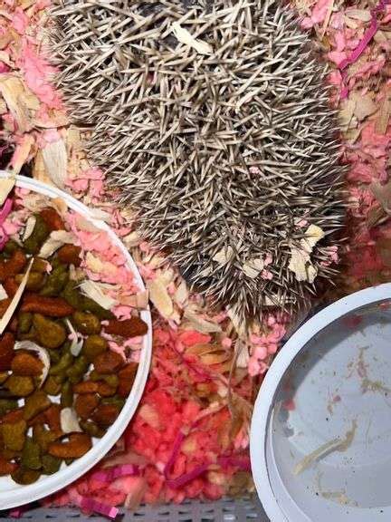 Female Dark Face Cinnamon Hedgehog - Tame - 2 Mos OLd - Rogers Community Auction Inc.