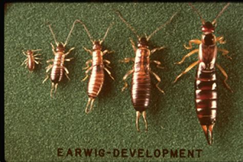 European Earwig