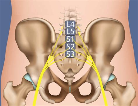 Top 5 where is the sciatic nerve located 2022