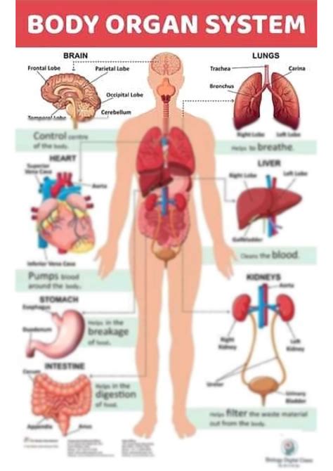 Human Body Organs Diagram