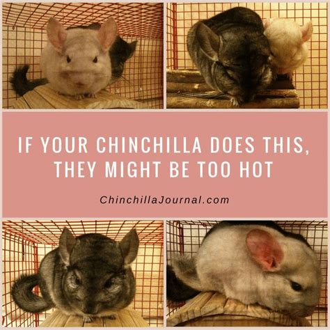 How To Take Care Of Your Chinchilla