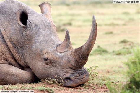 African Mammals With Horns